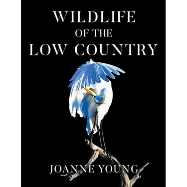 Wildlife of the Low Country