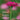Bloom, Bloom, Bloom