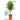 Trees: The Beginners Guide To Growing Potted Trees