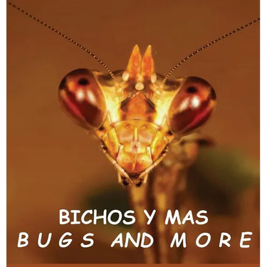Bichos y Mas: Bugs and More