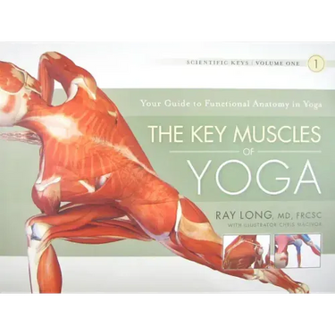 The Key Muscles of Yoga