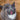 Colorado Barn Cats - Skunk and Chauncey