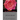 The Rose of Maine