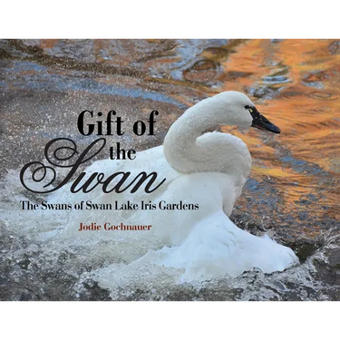 Gift of the Swan: The Swans of Swan Lake Iris Gardens