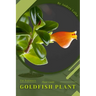 Goldfish Plant: Plant Guide