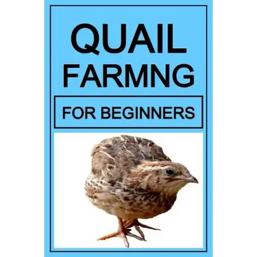 Quail Farming For Beginners