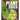 Plant Cells
