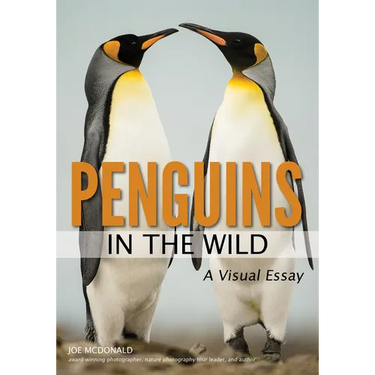 Penguins in the Wild