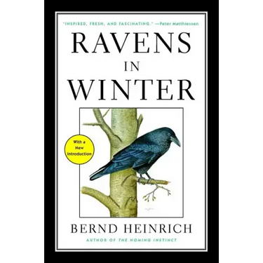 Ravens in Winter