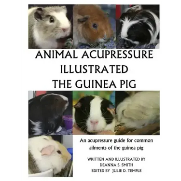 Animal Acupressure Illustration The Guinea Pig