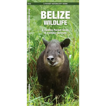 Belize Wildlife: A Folding Pocket Guide to Familiar Animals