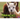 Alpacas