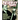 Dig Those Crazy Zacherley Comics!: Zacherley Comics by Mike Hoffman