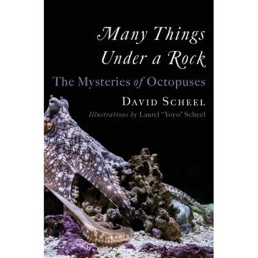 Many Things Under a Rock: The Mysteries of Octopuses