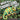 What do the Chameleons Do?: An Excellent Book for Understanding Chameleon's Life in children's picture books of Nature