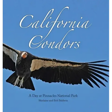 California Condors: A Day at Pinnacles National Park