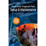 Essential Tropical Fish Setup & Maintenance: The simplified guide to setting up your tank and looking after your fish