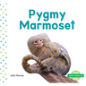 Pygmy Marmoset