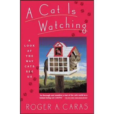 Cat Is Watching