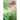 Clarity: (Cursed #2)