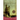 The Fool's Tale