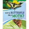 Is It a Butterfly or a Moth?