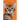 The Bengal Identity