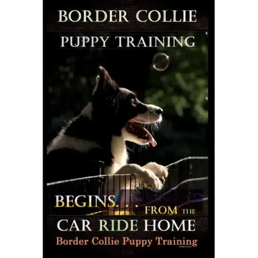 Border Collie Puppy Training Begins. . . From the Car Ride Home: Border Collie Puppy Training