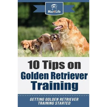 10 Tips on Golden Retriever Training: Getting Golden Retriever Training Started!