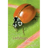 Ladybugs of Alberta
