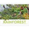 Rainforest