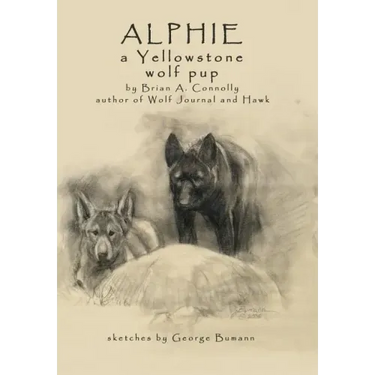 Alphie, a Yellowstone Wolf Pup