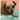 Milo's Gift: A True Story