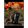 Hiram Raccoon's Phenomenal Movie Adventure