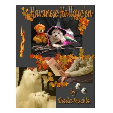 Havanese Hallowe'en