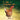 I See a Chicken, but...