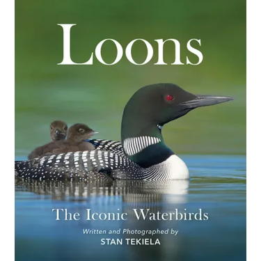 Loons: The Iconic Waterbirds