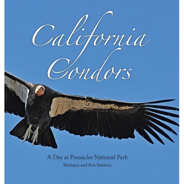 California Condors: A Day at Pinnacles National Park