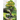 Fir, Oak And Fern