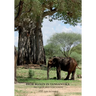 Bror Blixen in Tanganyika: Big Game and Volcanoes
