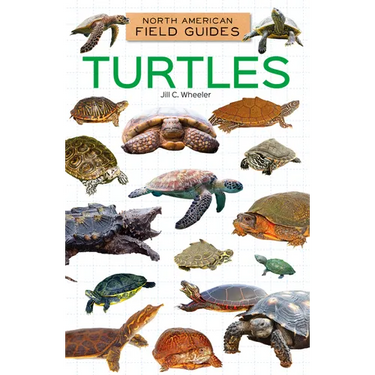 Turtles