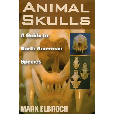 Animal Skulls