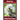 Bichon Frise Training Book for Bichon Frise Dogs & Puppies By BoneUP DOG Trainin: Are You Ready to Bone Up? Easy Training * Fast Results Bichon Frise