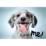 Rescue Me: Dog Adoption Portraits and Stories from New York City