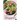 Crown of Thorns Plant: Plant Guide