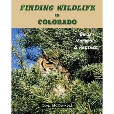 Finding Wildlife In Colorado: Birds, Mammals and Reptiles