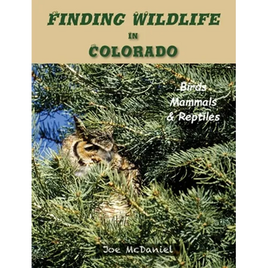 Finding Wildlife In Colorado: Birds, Mammals and Reptiles