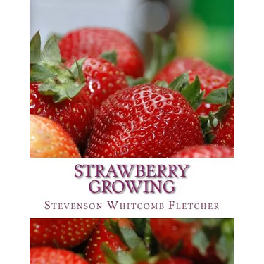 Strawberry Growing