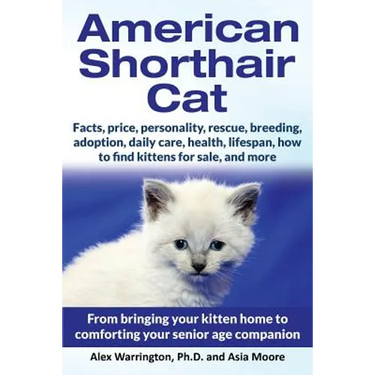 American Shorthair Cat: From bringing your kitten home to comforting your senior age companion