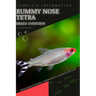 Rummy Nose Tetra: From Novice to Expert. Comprehensive Aquarium Fish Guide